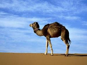 Click image for larger version

Name:	arabian-camel_223_600x450.jpg
Views:	146
Size:	13.0 KB
ID:	4225