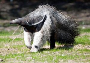 Click image for larger version

Name:	BZ Giant Anteater.jpg
Views:	153
Size:	23.4 KB
ID:	4222
