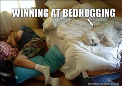 Name:  bed-hogging-dog.jpg
Views: 123
Size:  21.7 KB