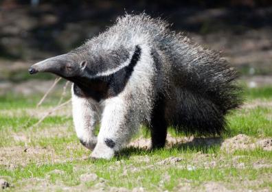 Name:  BZ Giant Anteater.jpg
Views: 133
Size:  23.4 KB