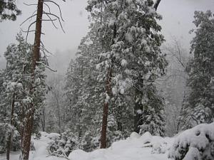 Click image for larger version

Name:	snow 12-09 006.jpg
Views:	80
Size:	57.8 KB
ID:	559