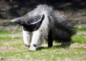 Click image for larger version

Name:	BZ Giant Anteater.jpg
Views:	140
Size:	23.4 KB
ID:	4222